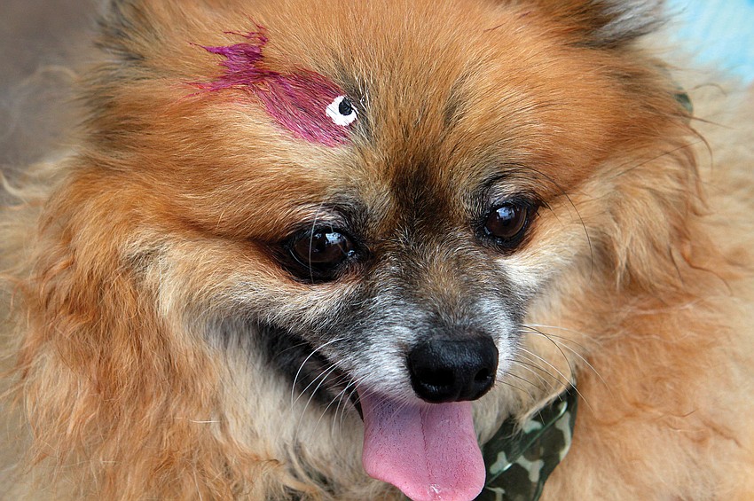 Honey Buns joined in on the face painting fun in September at National Estuaries Day in Ken Thompson Park.