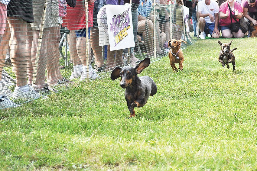 Whoopie Dog Berg blazed through the first race at the May Wiener Dog Derby, at 17th Street Paw Park.