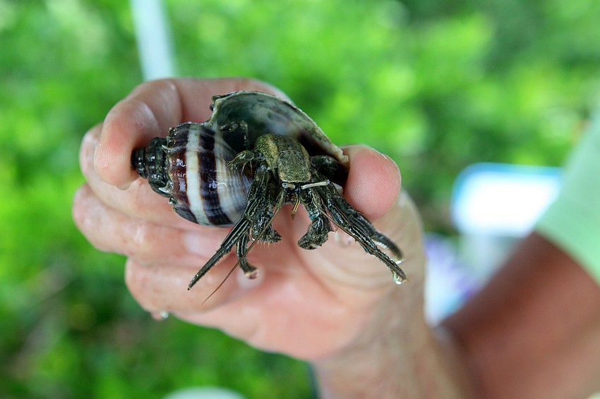 A hermit crab that was found in the bay was on display in a water tank during the Local National Estuaries Day Celebration Saturday, Sept. 24, at Ken Thompson Park.