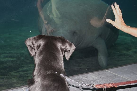Iberia gets nose-to-nose with a manatee. She couldnâ€™t take her eyes off of it. Photo by Mallory Gnaegy