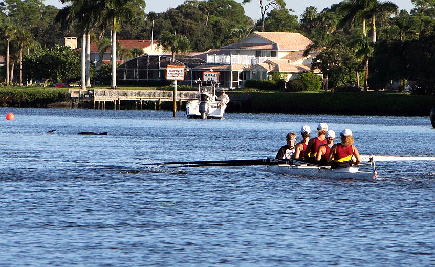 Some dolphins joined in on the fun while Cape Coral team competed in the Womens Masters 4+ division Sunday, Oct. 2 in the Sarasota 5000 Regatta out at Blackburn Point Park.