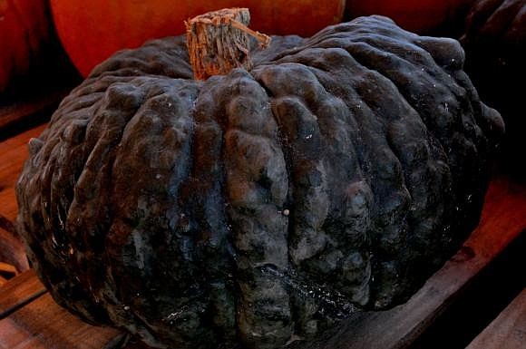 You never know â€” it might just make the best Jack-O-Lantern ever! Photo by Loren Mayo