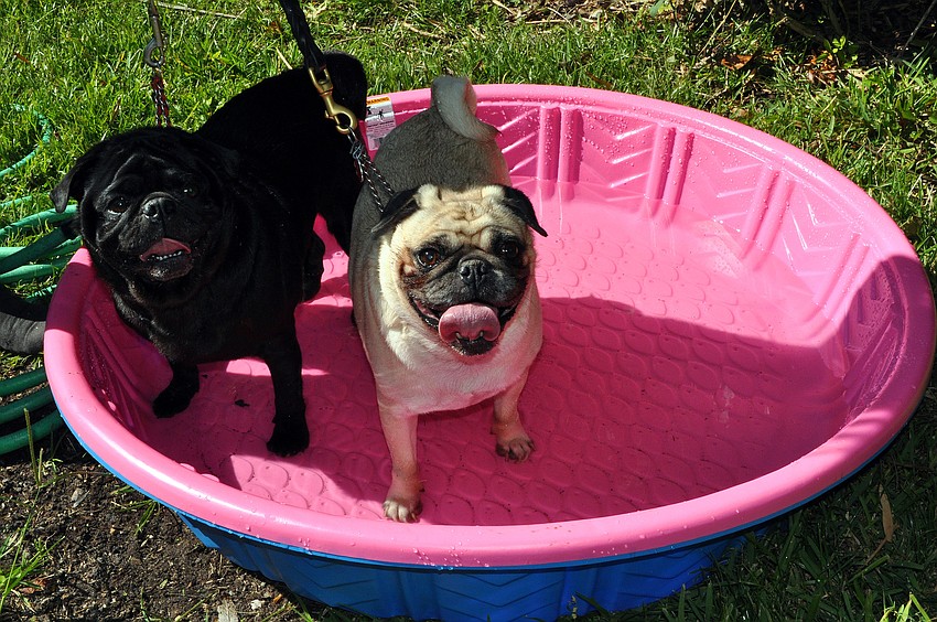 Fred, 5 1/2, and Mojo Sam, 9, cool off in a kiddie pool, Saturday, Nov. 12, at Golden Fest out at Historic Spanish Point Park.