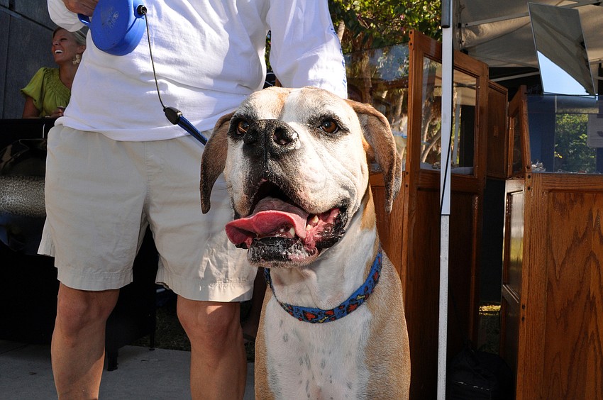 Bentley smiles for the camera.