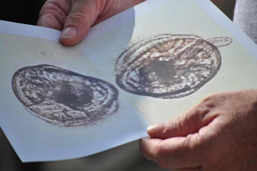An image of the baby scallops printed from the microscope. The pickle-looking shape from the image on the right is what the scallops use to attach themselves to the sea grass.