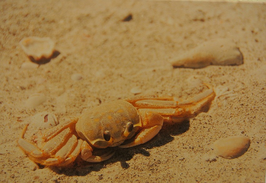 This painting is titled â€œMarcel the Crab.â€