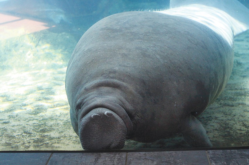 Buffett gives a kiss through the glass of his tank in September at Mote Marine Aquarium.