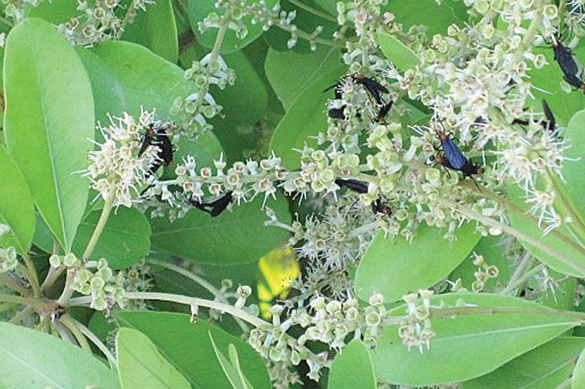 Love bugs proliferated on the Key, making it the worst season residents could recall in years.