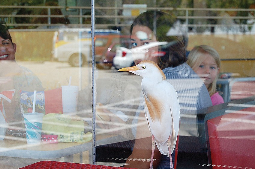 Patrons worried about an egret becoming addicted to fast food at the McDonaldâ€™s on U.S. 41 near Stickney Point Road