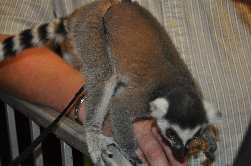 A lemur named Gizmo hopped from shoulder to shoulder during the event.