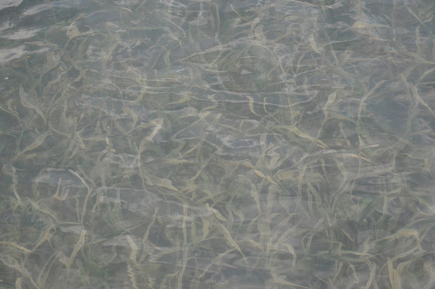 The scallops that survive will attach themselves to the sea grass where they will grow until they fall off and begin to grow at the bottom of the bay