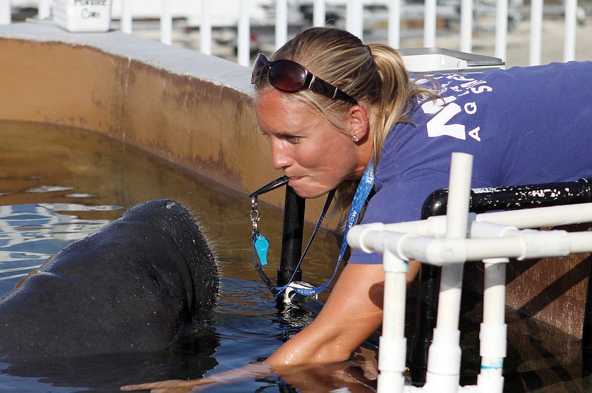 Kat Nicolaisen, a research trainer at Mote Marine Laboratory and Aquarium, gives Buffett some encouragement in August.