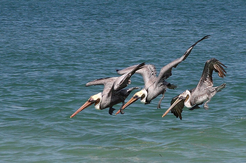 Fran Palmeri captured these pelicans diving for dinner in the Gulf of Mexico.