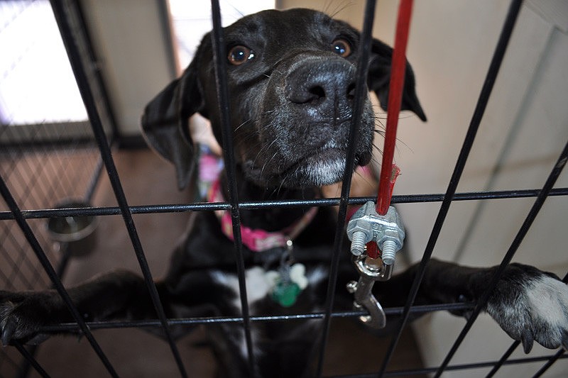 Saddie is one of many dogs available for adoption.