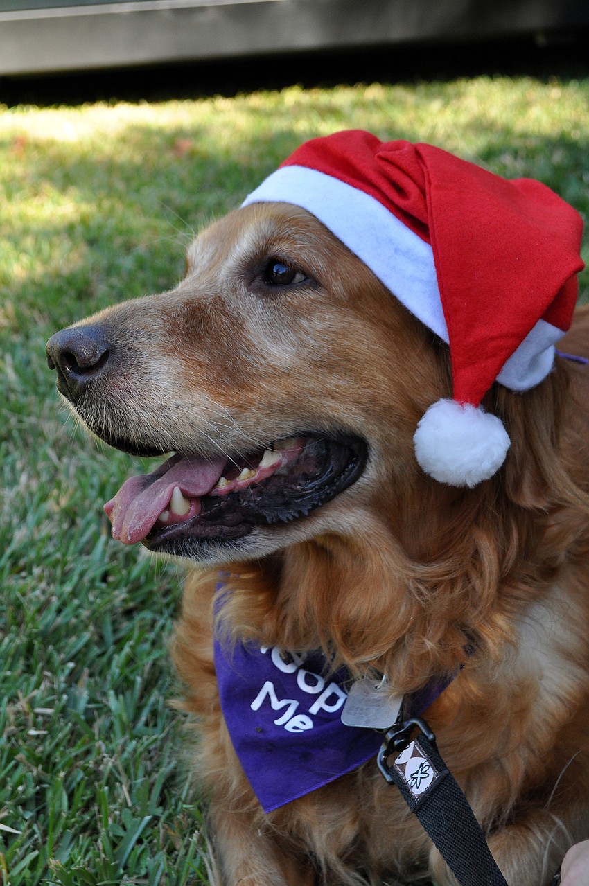 Harley, 5, wearing a little Santa hat