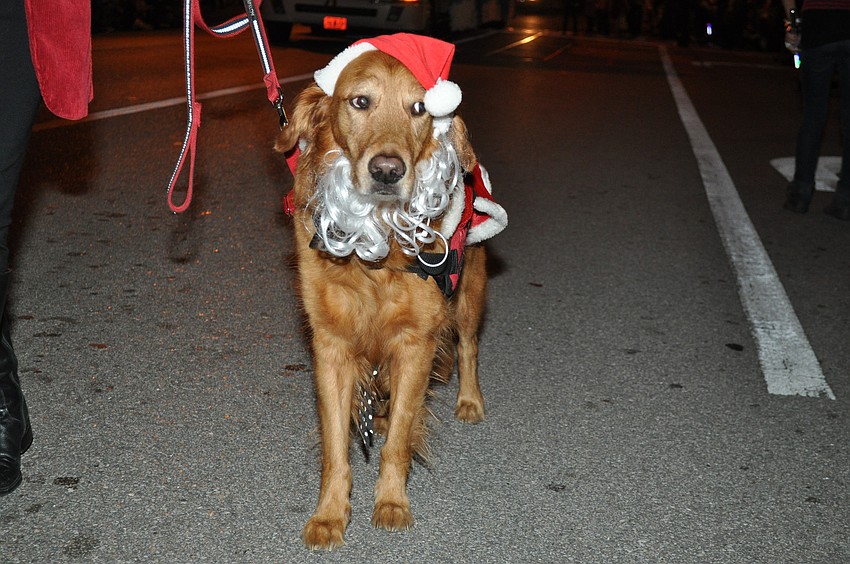 Rudy Waxman with Animal Rescue Coalition