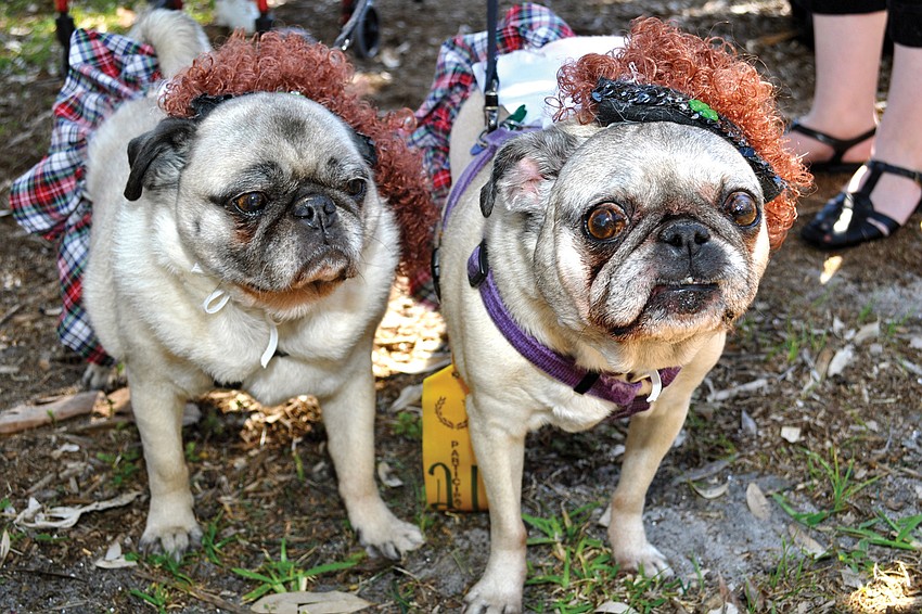 Princess and Bailey came dressed as Irish dancers to Sarasota Countyâ€™s 14th annual Pug Parade in March on St. Armands Circle.