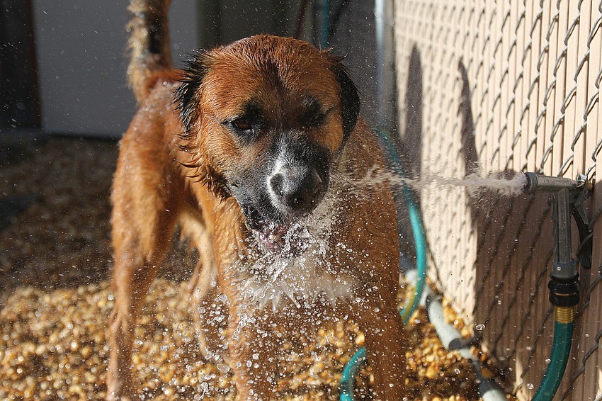 Six-year-old Faith Chaney threw a hula-hoop around a stuffed dog at the Girl Scouts of Gulf Coast Floridaâ€™s 100th anniversary of Girl Scouts festival in September.