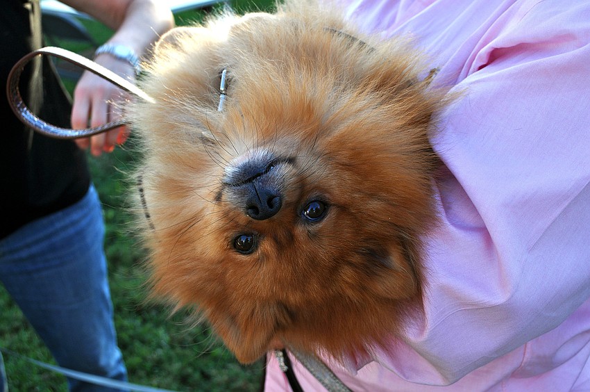Dexter, 1, lounges in his owner's arms while he waits to have a personal pet blessing.