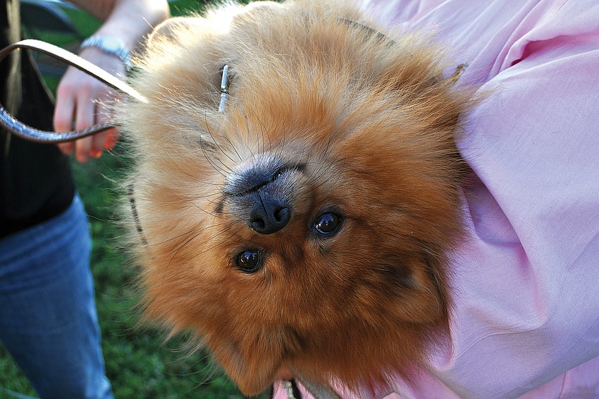 Dexter lounges in his owner's arms while he waits to have a personal pet blessing in September outside of Our Lady of Mount Carmel Church.