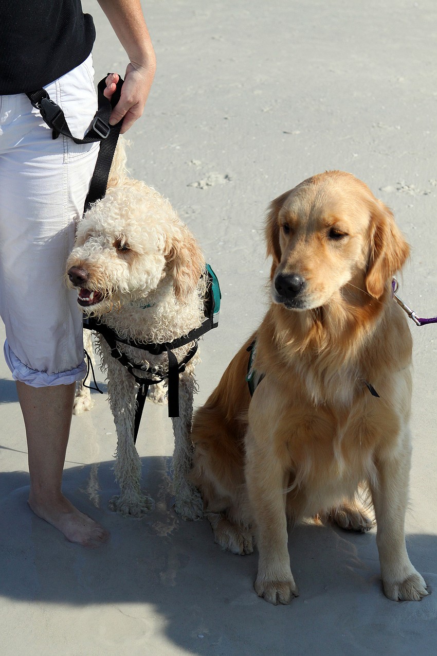 Kids and Canines dogs Luca and Leea watch the kids surf Saturday, Sept. 17, at the Siesta Key Public Beach.