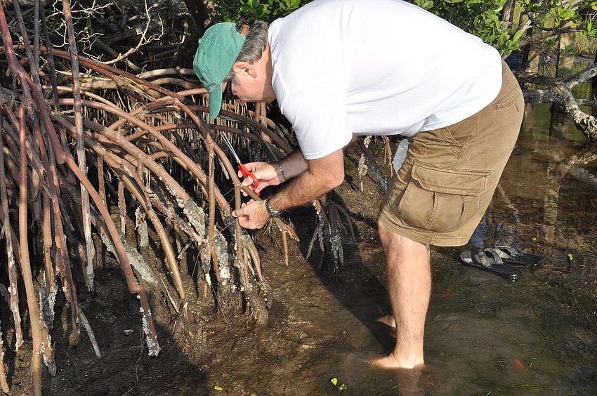 David Shafer frees monofilament from the mangroves.