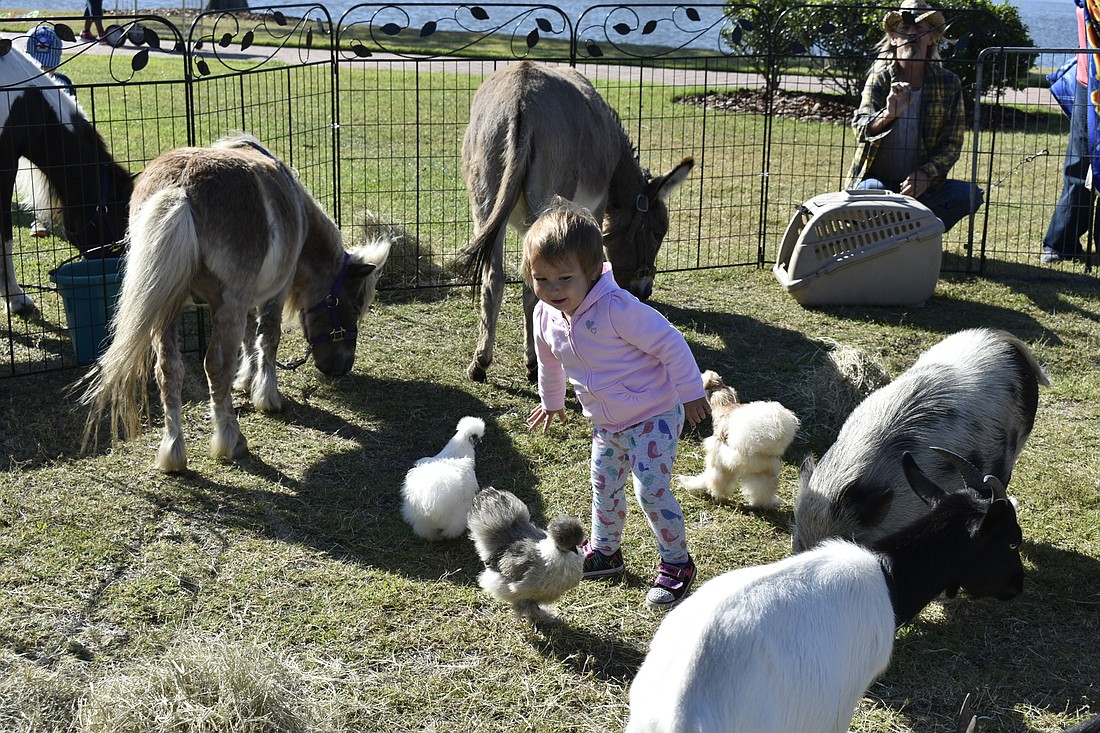 Two-year-old Sophia Mini of Palm Coast plays with the Critter Caravan chickens at last year's Arbor Day Celebration. Photo courtesy of Cindi Lane