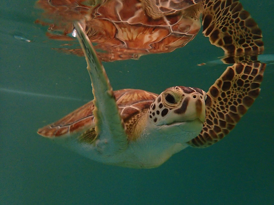 A lecture entitled 'Emerging Research and Conservation of Sea Turtles - in Honor of World Sea Turtle Day' will be on June 14. Photo courtesy University of Florida Whitney Laboratory for Marine Bioscience