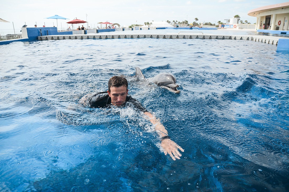 Trainer Jeff Fogle swims with Aqe in one of the seven dolphin pools at Marineland. Fogle spent time in the water building his relationship with Aqe by floating next to him and rubbing his back. Photo by Paige Wilson