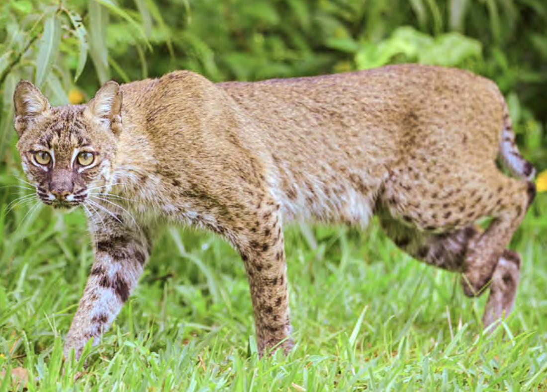 A bobcat ' not the Flagler Beach one. (Photo courtesy of the Florida Fish and Wildlife Conservation Commission)