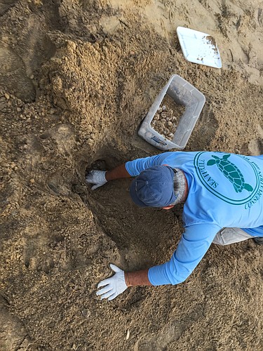 Bob Jaeger works to move turtle eggs to an area where the dunes restoration work is complete. Photo courtesy of Flagler County