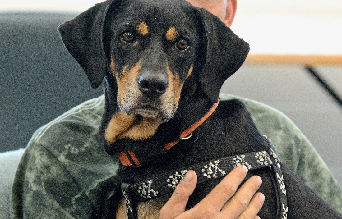 Cooper with a handler at the Flagler Humane Society (File photo)