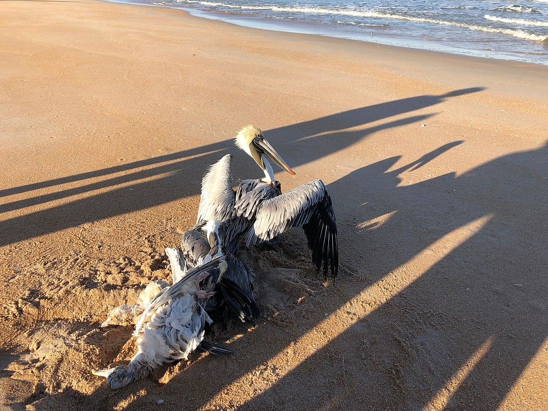 A group of Flagler County homeschoolers found a pelican trapped by a fishing line while they were strolling the beach for sand dollars