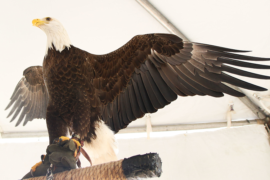 Trouble, a bald eagle at the 2018 Birds of a Feather Fest. File photo
