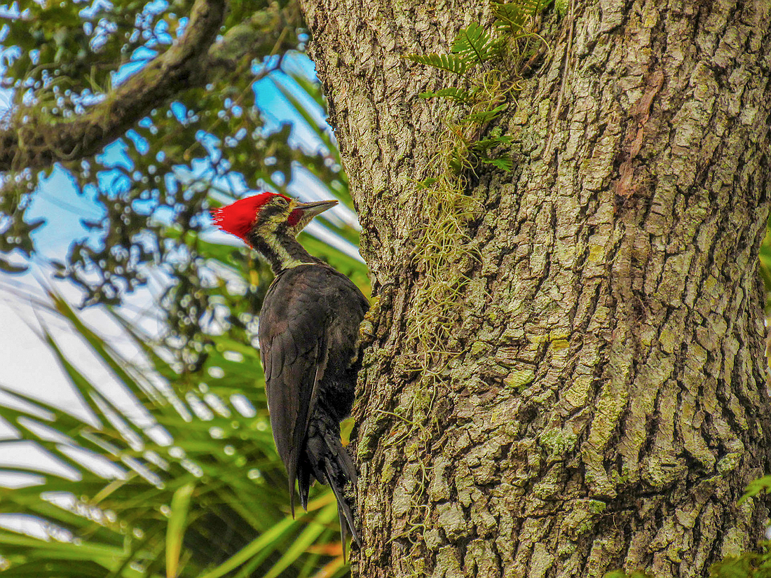 A photo student Nicholas Gerry took of a red-headed woodpecker at Washington Oaks State Park.  Courtesy photo by Nicholas Gerry