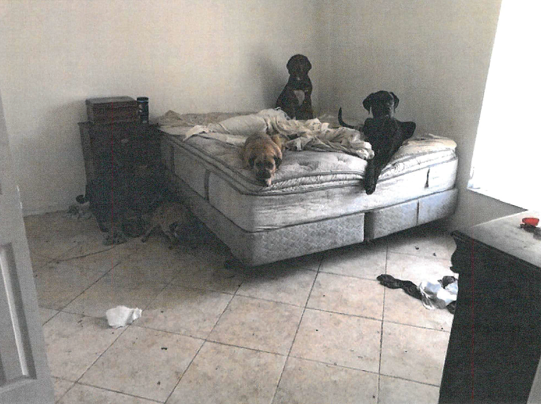 Several of the dogs, as photographed by an Animal Control officer.