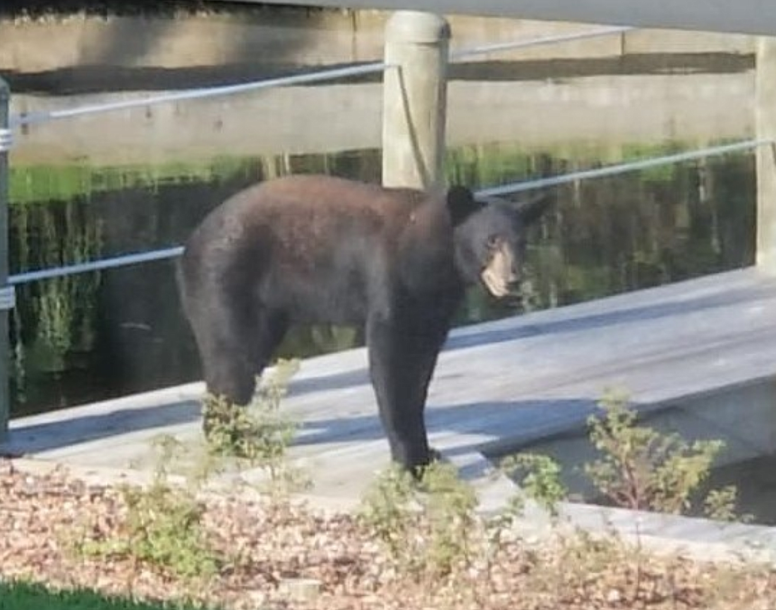 Bear spotted in C and F Sections in Palm Coast. Photo courtesy of the FCSO