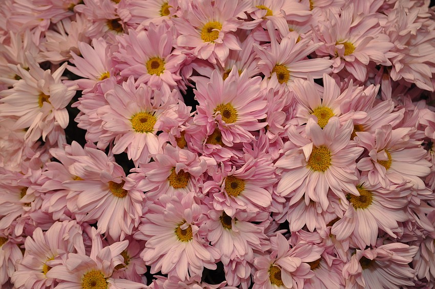 A pretty pink ball of flowers hung above Lyndsy McDonald's table.