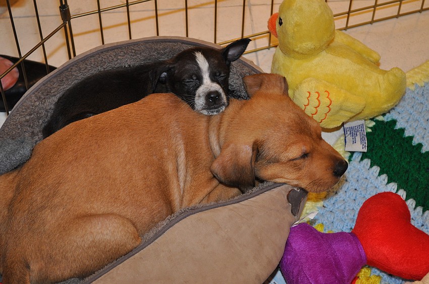 Folly and Brutus were up for adoption during the event.