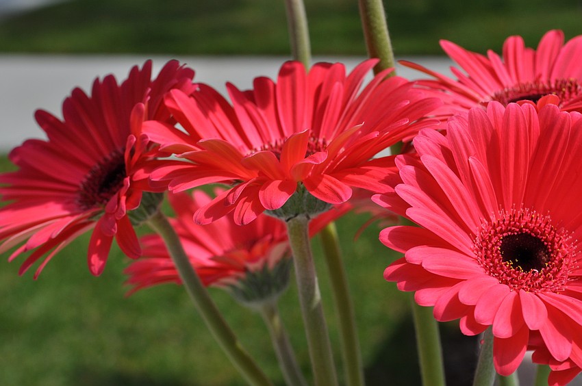 Hot pink Gerber daisy bouquets adorned the auction tables.