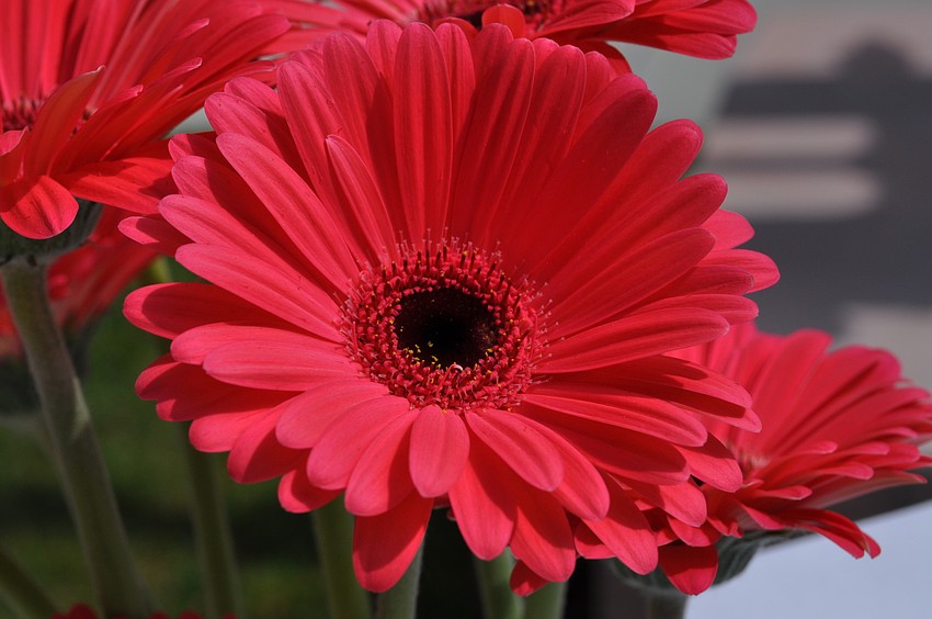Hot pink Gerber daisy bouquets adorned the auction tables.