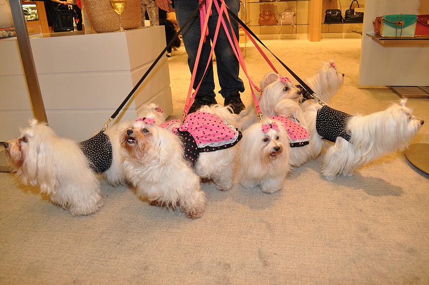 Dan Blazowich brought his entourage of pups to Saks.