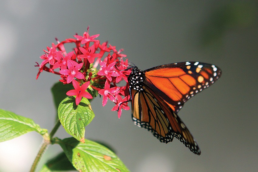 A monarch feeds off of a red penta in the Haynesesâ€™ butterfly garden.