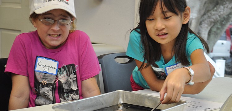 Cassandra Bradley is prodded by Alanna Allion to touch the squid they were dissecting as part of Mote's Home School Day on Wednesday, Jan. 12.