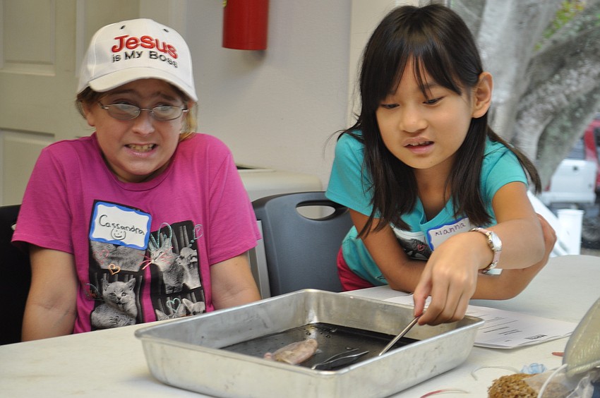 Cassandra Bradley is prodded by Alanna Allion to touch the squid they were dissecting as part of Mote's Home School Day on Wednesday, Jan. 12.