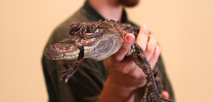 Tinkerbell, one of the two baby alligators from Sarasota Jungle Gardens, visited the preschoolers at St. Boniface, Thursday, Jan. 12, inside the Parish Hall at St. Boniface.