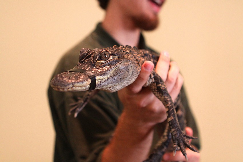 Tinkerbell, one of the two baby alligators from Sarasota Jungle Gardens, visited the preschoolers at St. Boniface, Thursday, Jan. 12, inside the Parish Hall at St. Boniface.