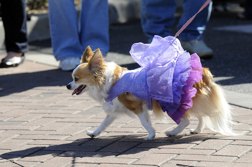 Tinkerbell is a longhaired chihuahua.