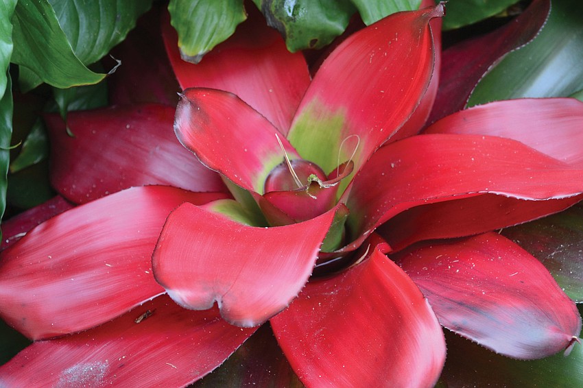 Neoregelias are great for landscaping and are treasured for their colorful foliage.