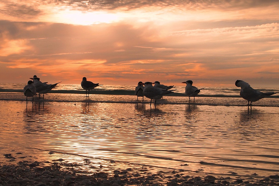 Mike Hassel submitted this sunset photo, taken on Anna Maria Island.